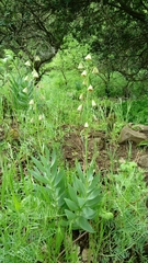 Fritillaria persica
