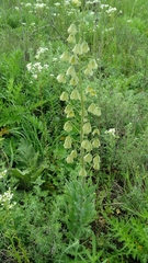 Fritillaria persica