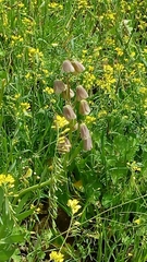 Fritillaria persica