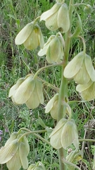 Fritillaria persica