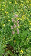 Fritillaria persica