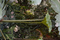 Gunnera mexicana