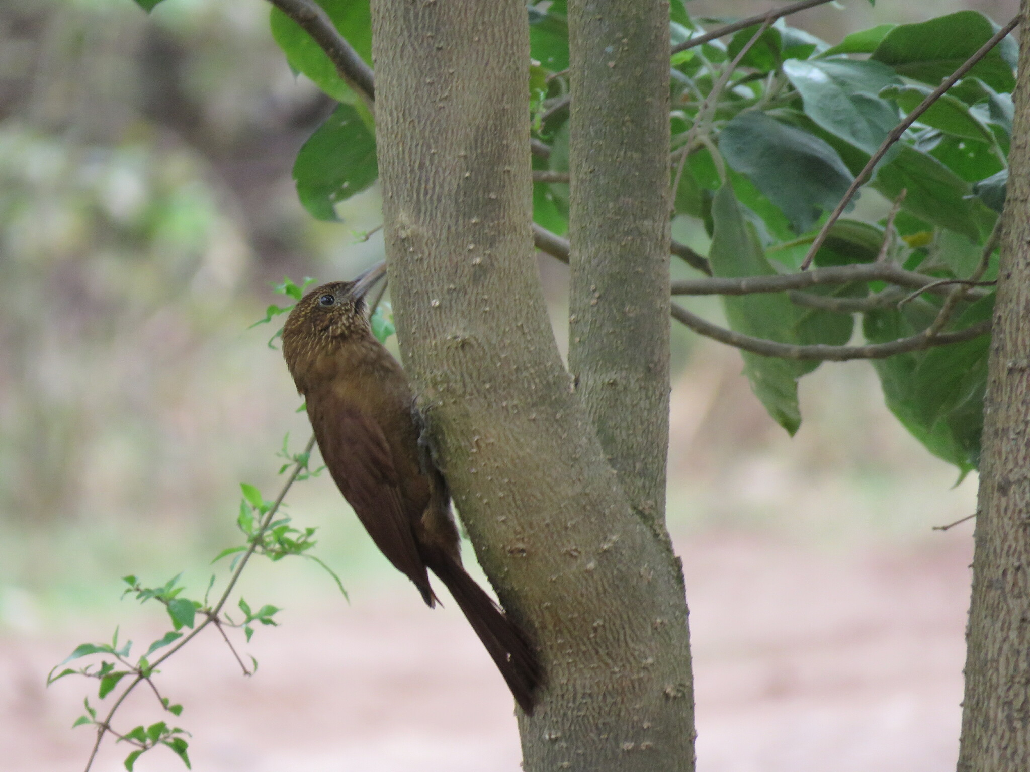 Black-banded Woodcreeper (Dendrocolaptes picumnus), photo 8