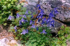 Aquilegia amurensis