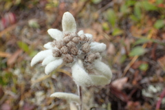 Leontopodium kamtschaticum