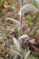 Leontopodium kamtschaticum