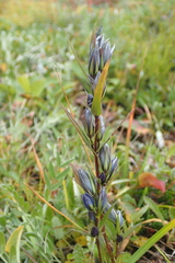 Lomatogonium rotatum