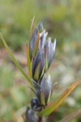 Lomatogonium rotatum