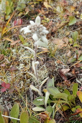 Leontopodium kamtschaticum