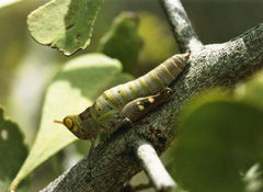 Thericles obtusifrons