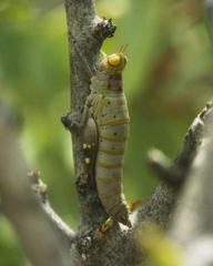 Thericles obtusifrons