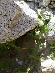 Eucrypta chrysanthemifolia bipinnatifida