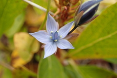 Lomatogonium carinthiacum