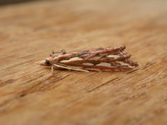 Meyrickella torquesauria