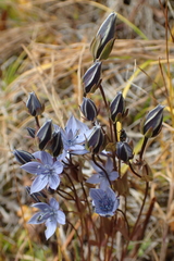 Lomatogonium carinthiacum