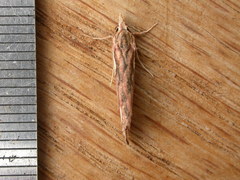 Meyrickella torquesauria