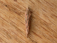 Meyrickella torquesauria