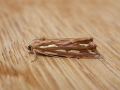 Meyrickella torquesauria