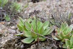 Dudleya candelabrum