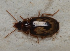 Philophlaeus luculentus