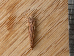 Meyrickella torquesauria