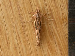 Meyrickella torquesauria