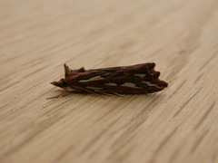 Meyrickella torquesauria