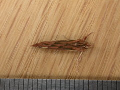 Meyrickella torquesauria