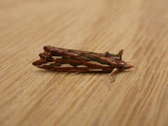 Meyrickella torquesauria