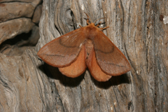 Stenoglene obtusa