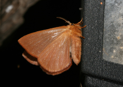 Stenoglene obtusa