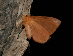 Stenoglene obtusa