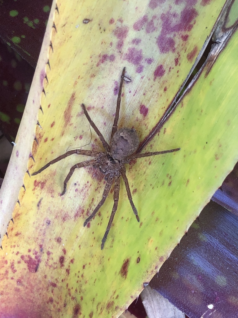 Giant Huntsman Spiders from Topaz Ct, Southside, QLD, AU on October 2