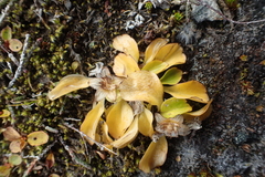 Oxygraphis glacialis