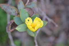 Dendromecon harfordii