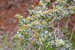 Ceanothus megacarpus insularis