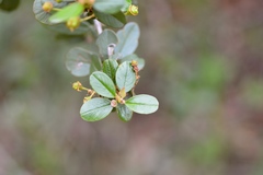 Ceanothus megacarpus insularis