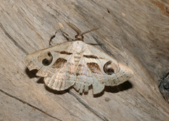 Cometaster pyrula