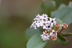Ceanothus megacarpus insularis