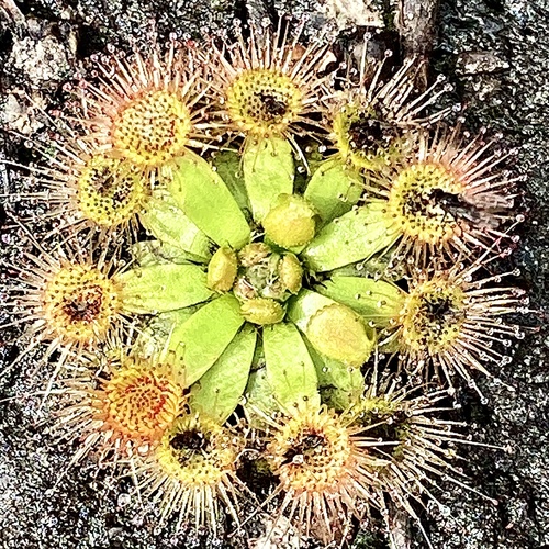 Drosera pulchella