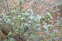 Ceanothus arboreus