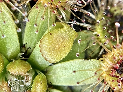 Drosera pulchella