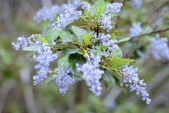 Ceanothus arboreus