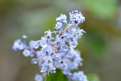 Ceanothus arboreus