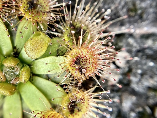 Drosera pulchella