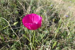 Callirhoe involucrata