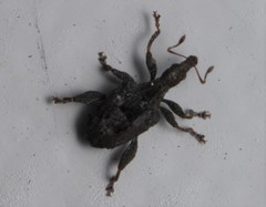 Stephanorhynchus crassus