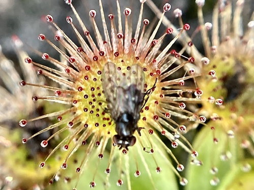 Drosera pulchella