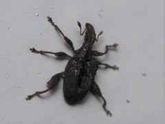 Stephanorhynchus crassus