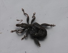 Stephanorhynchus crassus